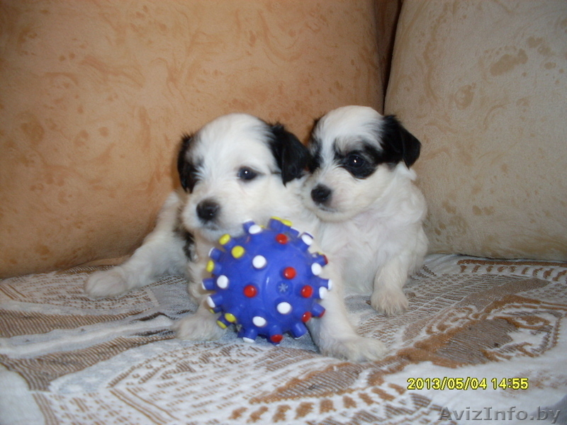Китайская хохлатая собачка щеночки - Изображение #6, Объявление #523888