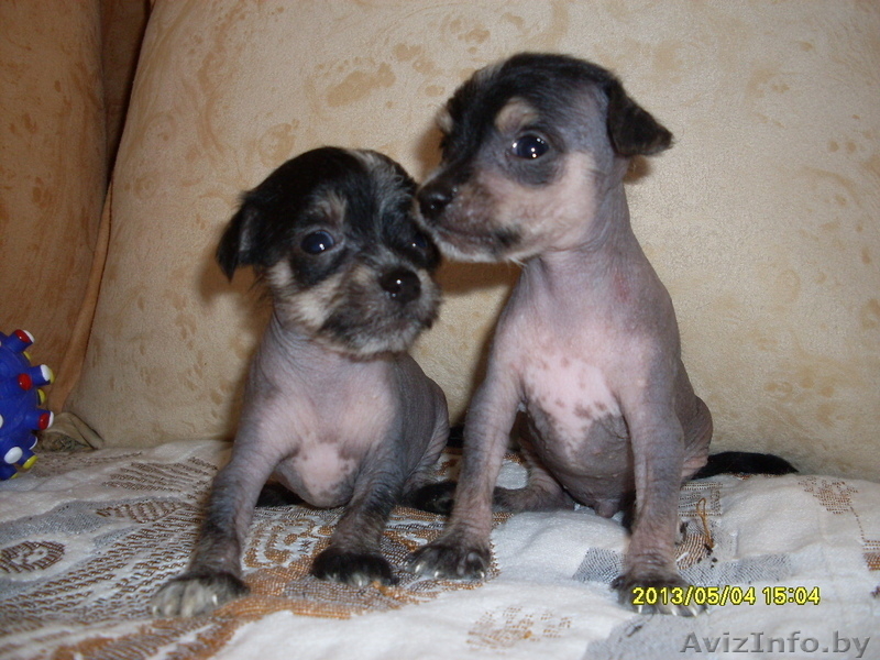 Китайская хохлатая собачка щеночки - Изображение #5, Объявление #523888