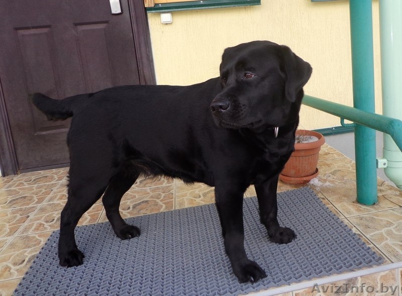 Щенки лабрадора-ретривера Родословная, клеймо, прививки, дрессировка! - Изображение #10, Объявление #895952