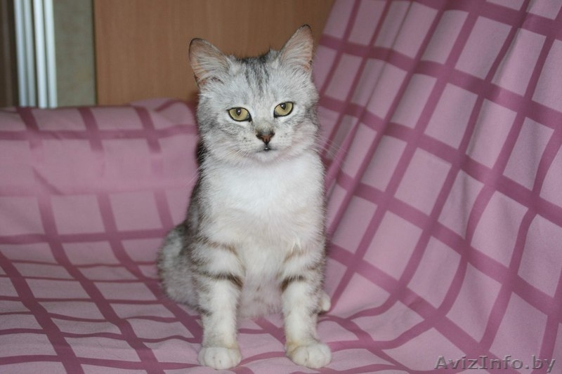  Знакомьтесь, маленькая принцесса– Снежана.  - Изображение #2, Объявление #906339