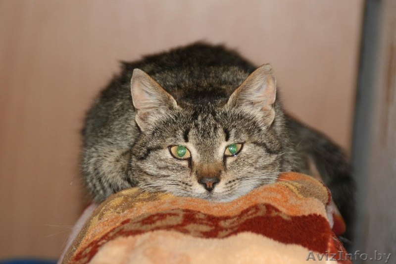  В дар кошечка Хани (в переводе с англ. "Honey"-сладкая, мед) - Изображение #1, Объявление #906340