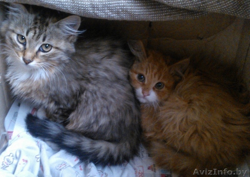 красивые котята в дар - Изображение #2, Объявление #906314