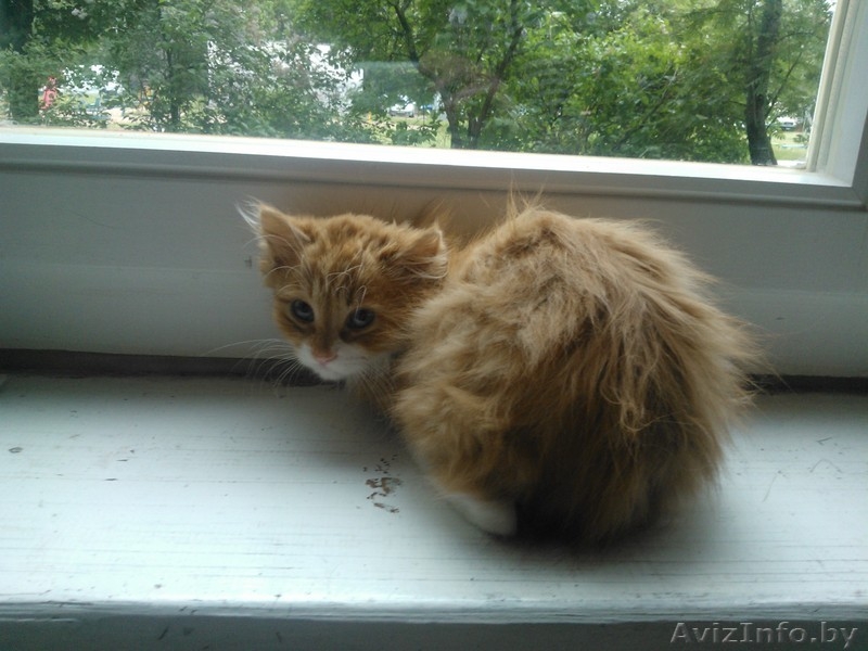 красивые котята в дар - Изображение #4, Объявление #906314