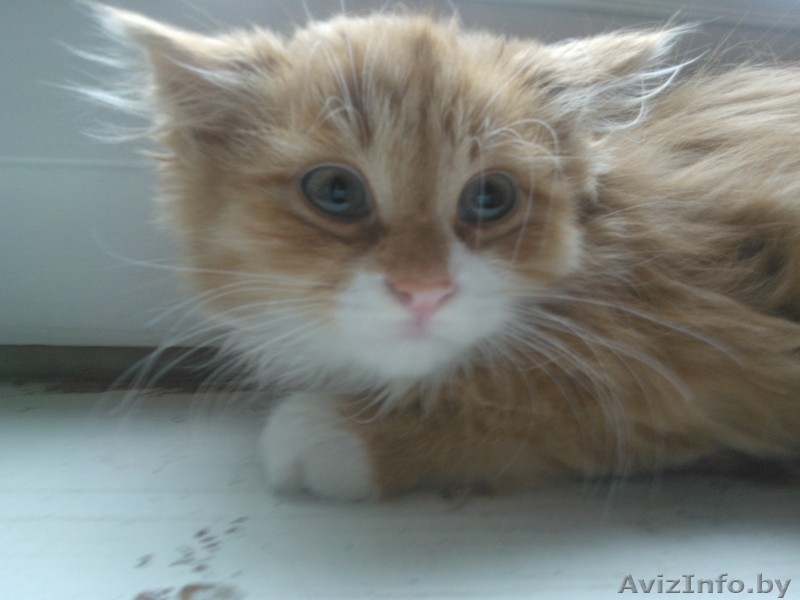 красивые котята в дар - Изображение #5, Объявление #906314