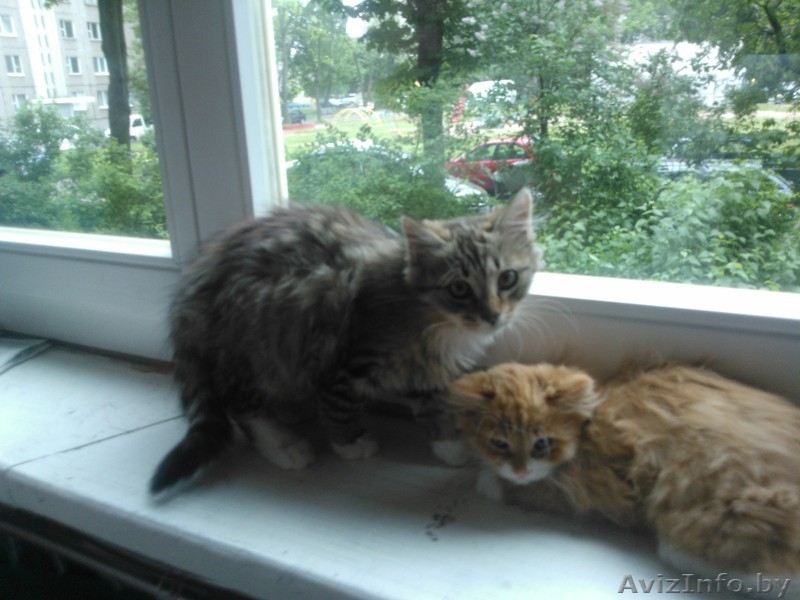 красивые котята в дар - Изображение #6, Объявление #906314