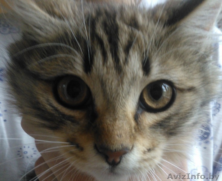 красивые котята в дар - Изображение #1, Объявление #906314