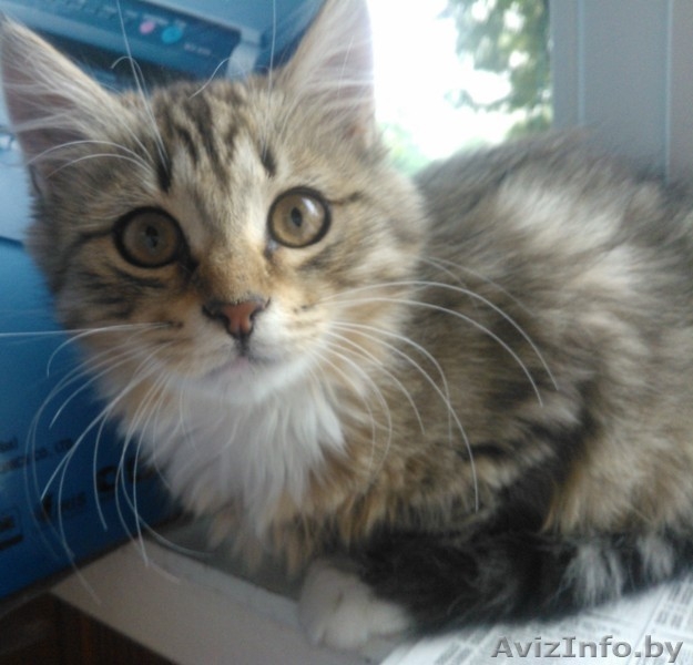 красивые котята в дар - Изображение #3, Объявление #906314