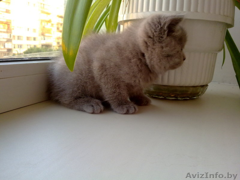 Котята Британские плюшевые малыши для души - Изображение #4, Объявление #906316