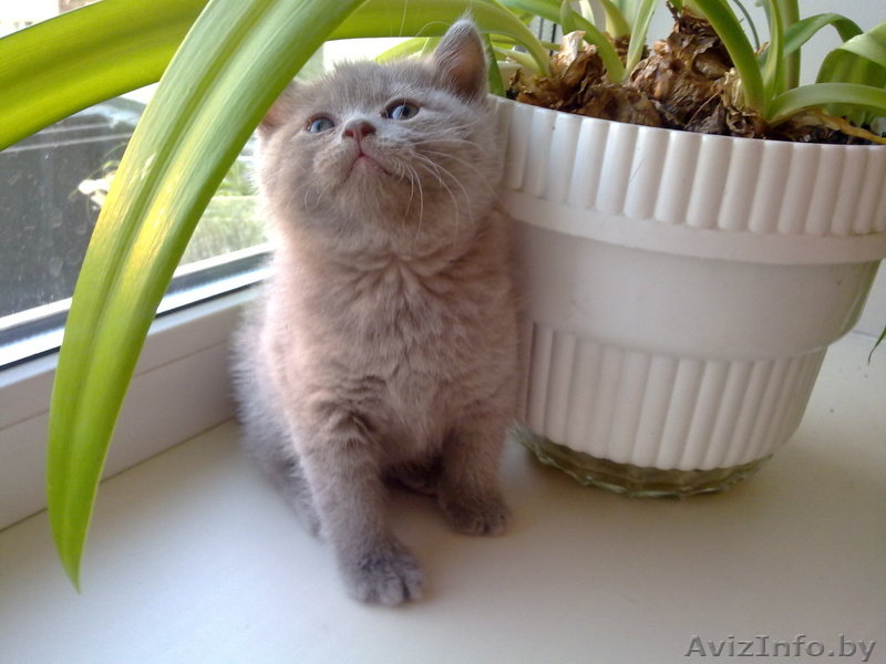 Котята Британские плюшевые малыши для души - Изображение #1, Объявление #906316