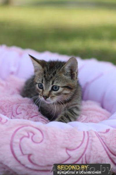 Котята в хорошие ручки даром! - Изображение #4, Объявление #920545