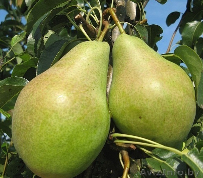 Продажа саженцев . - Изображение #4, Объявление #862023