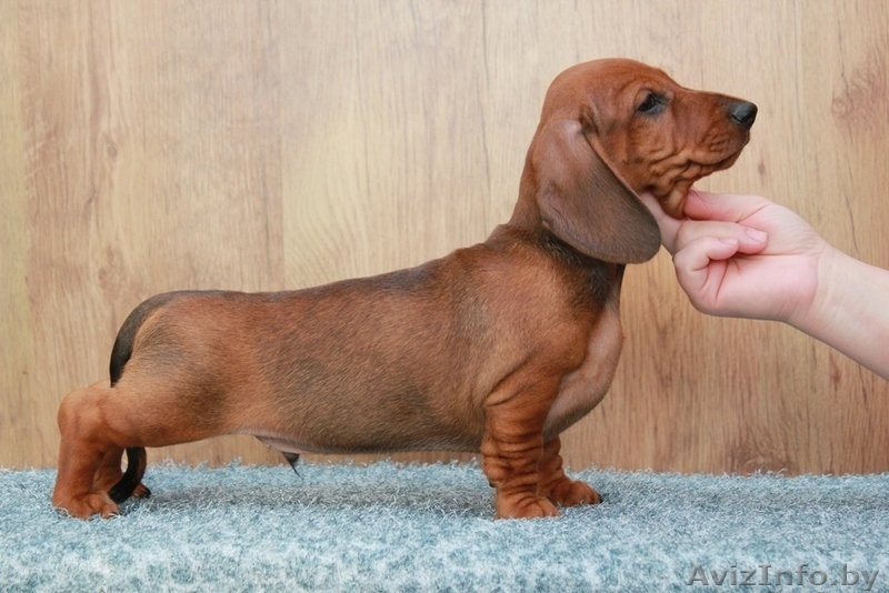 Предлагаем щенков  миниатюрной  гладкошерстной таксы .  - Изображение #1, Объявление #918924