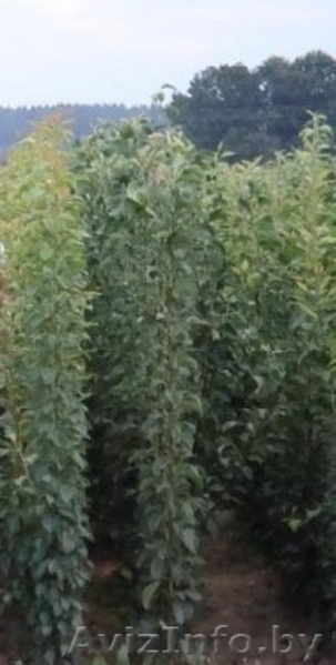Продажа саженцев . - Изображение #7, Объявление #862023