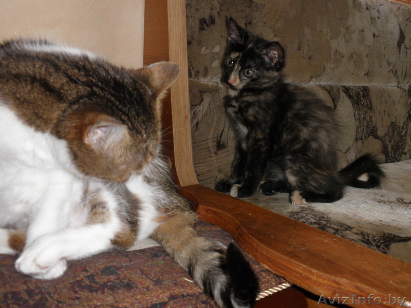 Ушасто-глазастое чудо в добрые руки! - Изображение #1, Объявление #921593