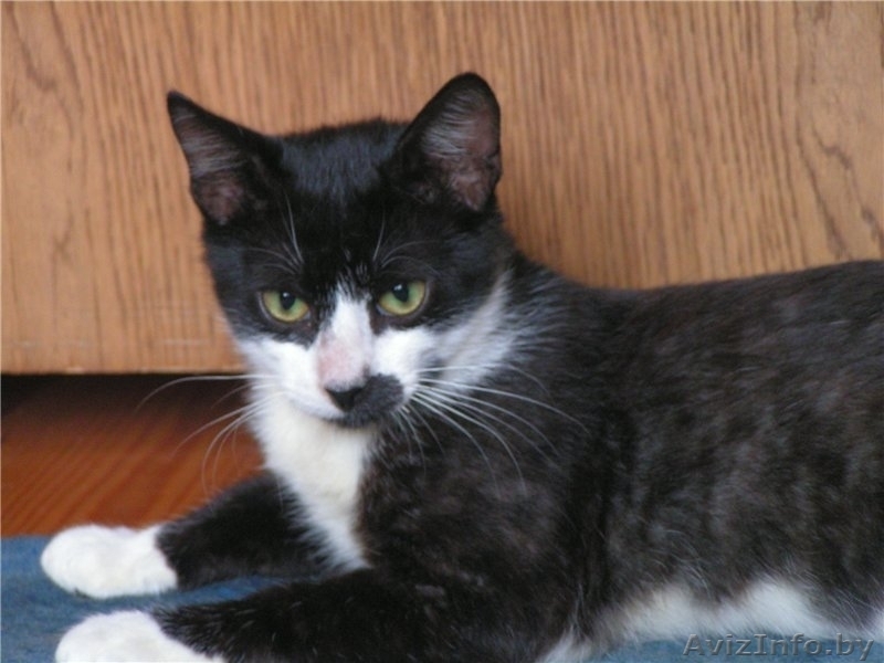 Молоденький котик Витас в дар , в добрые руки! - Изображение #5, Объявление #925753