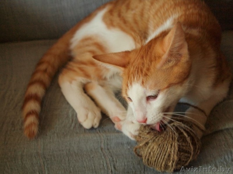 Руби - апельсиновый котёнок в добрые руки! - Изображение #1, Объявление #935125