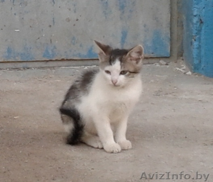 Разномастные котята-малыши в дар - Изображение #4, Объявление #936439