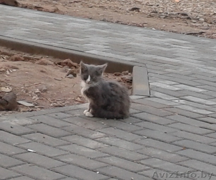 Разномастные котята-малыши в дар - Изображение #2, Объявление #936439