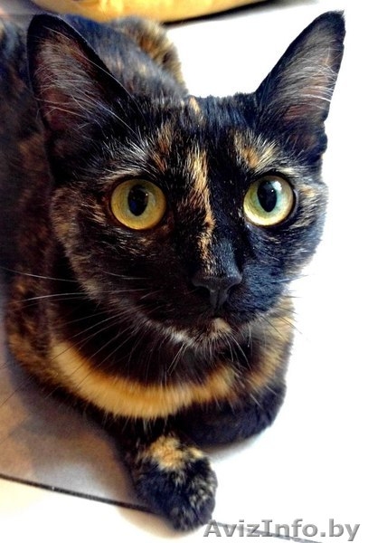 Найдена кошка в районе Сухарево - Изображение #2, Объявление #936873