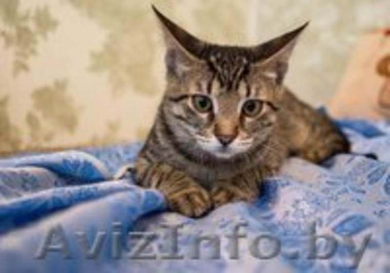 Котята-рысята в дар - Изображение #2, Объявление #934455