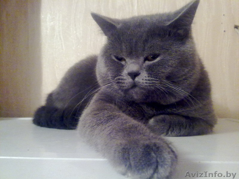 Вязка кот ждет кошечку. - Изображение #3, Объявление #930038