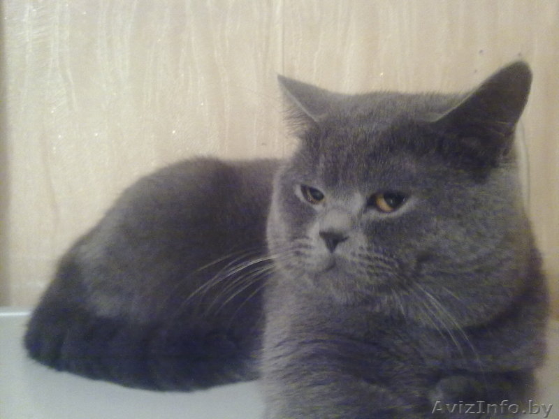 Вязка Британский кот - Изображение #3, Объявление #925034