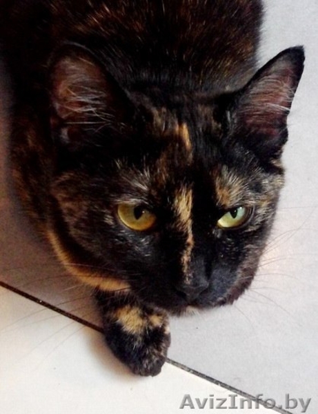 Найдена кошка в районе Сухарево - Изображение #3, Объявление #936873