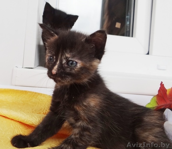 Озорные котята в добрые руки! - Изображение #6, Объявление #912737