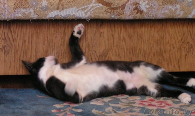 Молоденький котик Витас в дар , в добрые руки! - Изображение #4, Объявление #925753