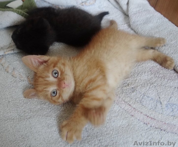 Котята-забавнейшие мальчуганы в дар! - Изображение #3, Объявление #924068