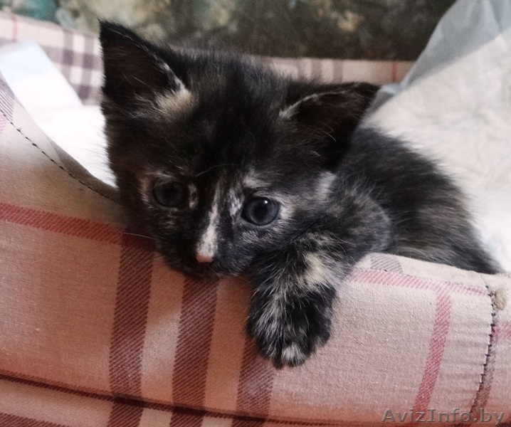 Озорные котята в добрые руки! - Изображение #5, Объявление #912737