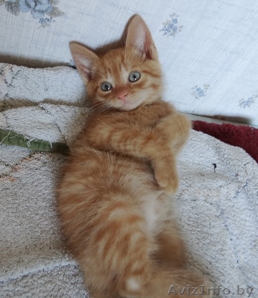 Котята-забавнейшие мальчуганы в дар! - Изображение #5, Объявление #924068