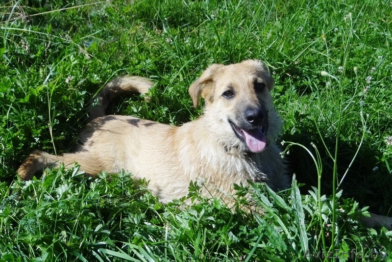 щеночки в добрые руки! - Изображение #5, Объявление #914110