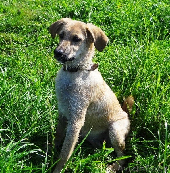 щеночки в добрые руки! - Изображение #1, Объявление #914110