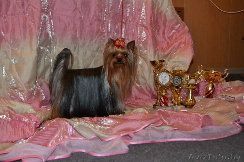 Кукольная девочка йоркширского терьера - Изображение #5, Объявление #933642