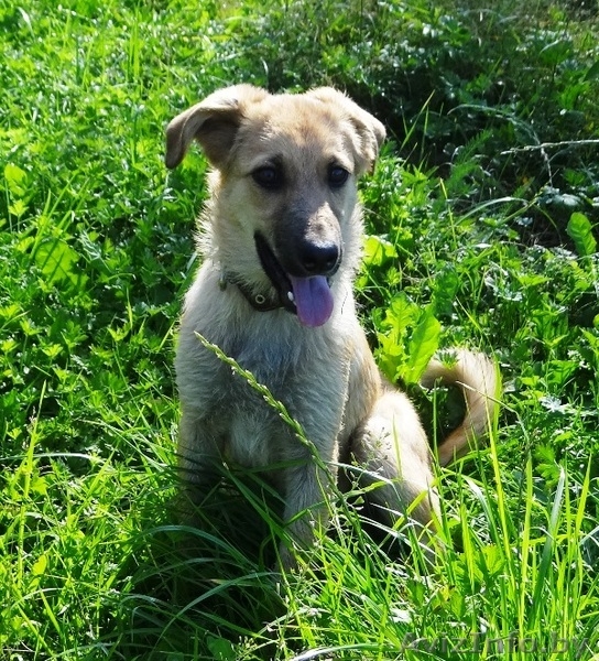 щеночки в добрые руки! - Изображение #4, Объявление #914110