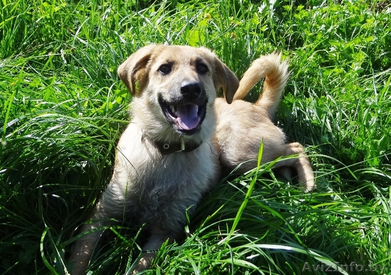 щеночки в добрые руки! - Изображение #6, Объявление #914110