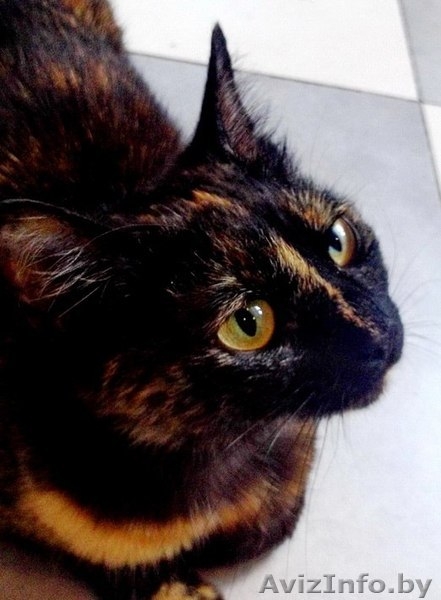 Найдена кошка в районе Сухарево - Изображение #5, Объявление #936873