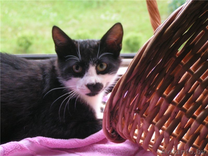 Молоденький котик Витас в дар , в добрые руки! - Изображение #3, Объявление #925753