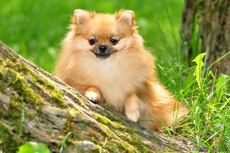 Фотосъёмка.Яркие свадебные фото для Вас! Разные пакеты по стоимости. - Изображение #8, Объявление #935107