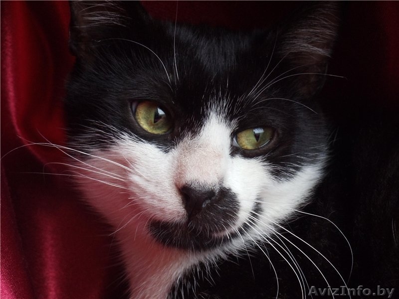 Молоденький котик Витас в дар , в добрые руки! - Изображение #6, Объявление #925753