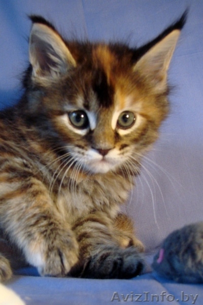  мейн кун от крупных родителей - Изображение #2, Объявление #931042