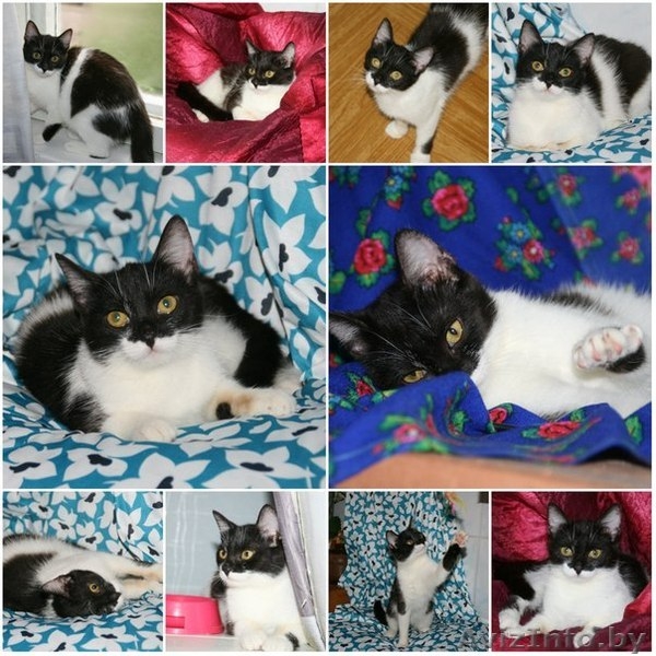 Сандра-роскошная шестимесячная кошечка - Изображение #8, Объявление #926593