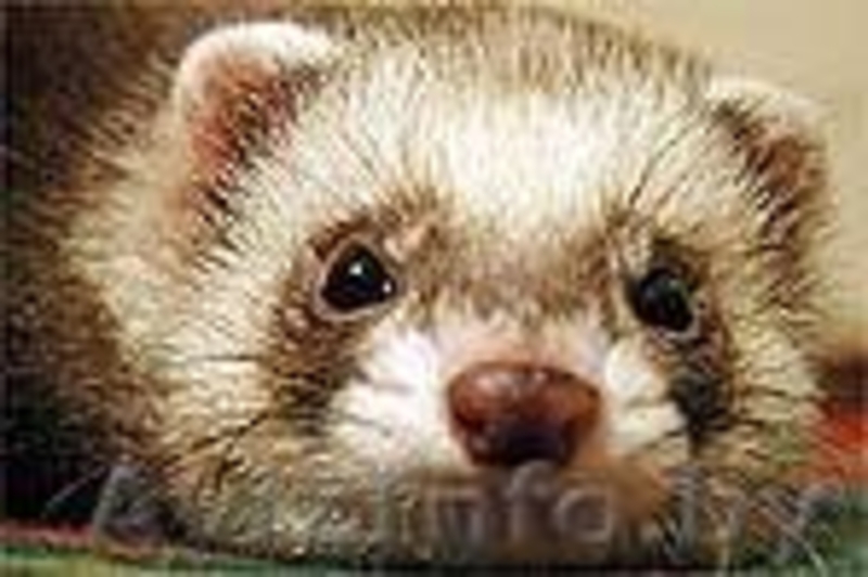 продаются хорьки - Изображение #4, Объявление #930731