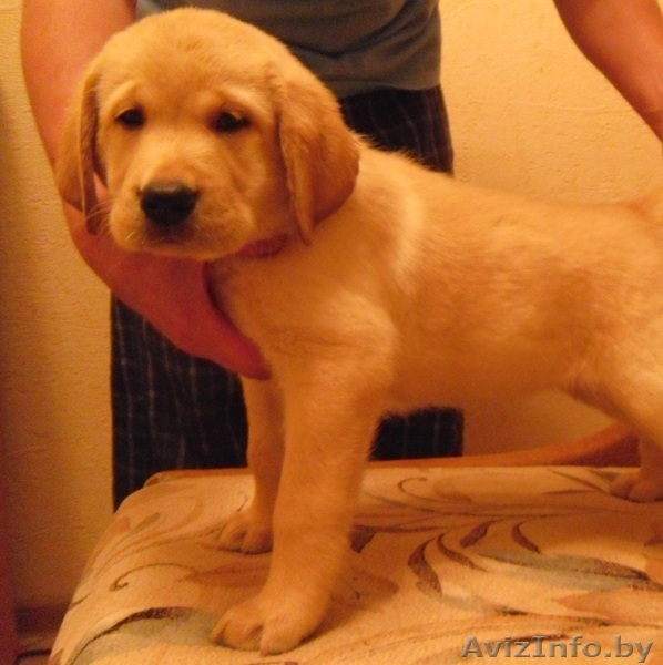 Высокопородный щенок лабрадора - Изображение #4, Объявление #933565