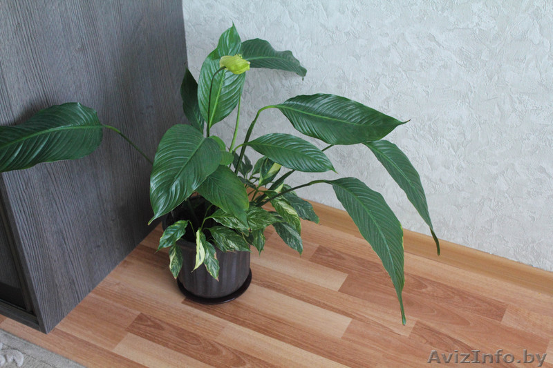 Спатифиллумы (2 вида продаются вместе) - Изображение #5, Объявление #922163
