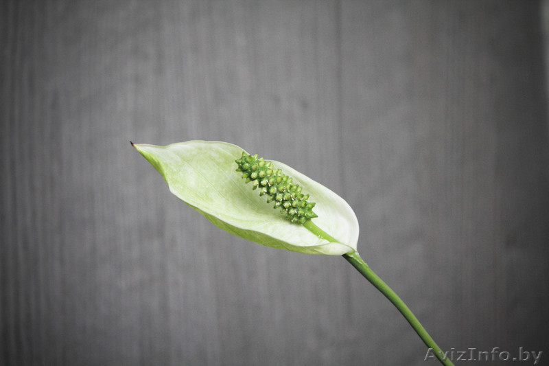 Спатифиллумы (2 вида продаются вместе) - Изображение #4, Объявление #922163