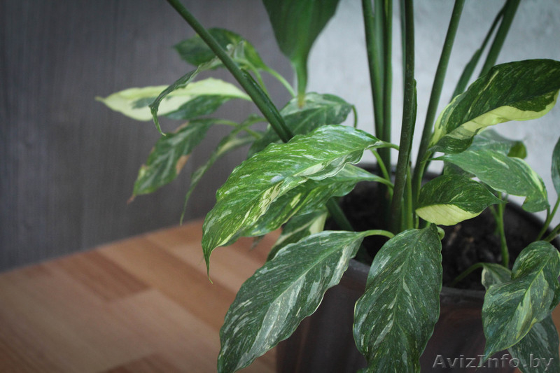 Спатифиллумы (2 вида продаются вместе) - Изображение #3, Объявление #922163