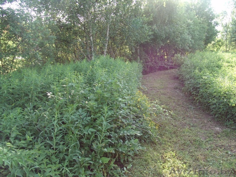 Продается земельный участок в Силичах - Изображение #5, Объявление #909596