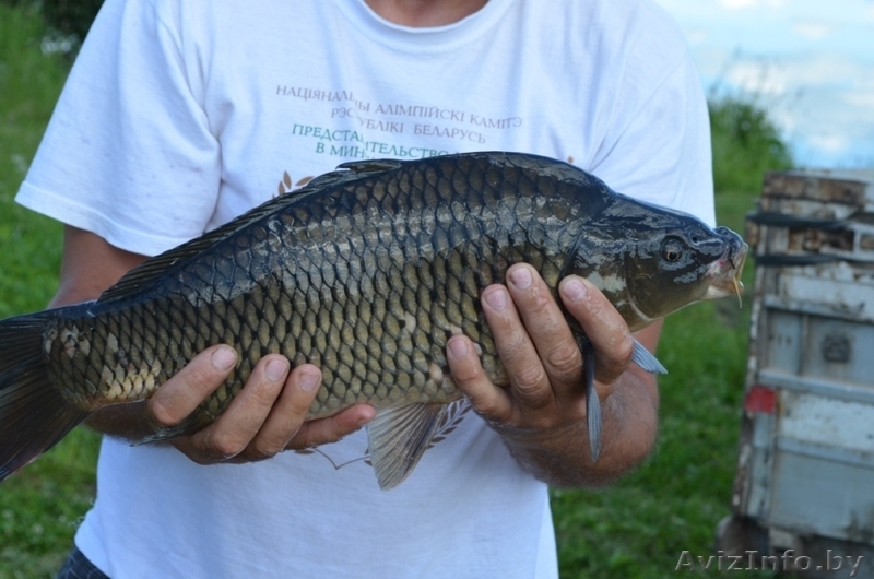 Рыбалка и аренда беседок - Изображение #6, Объявление #934267